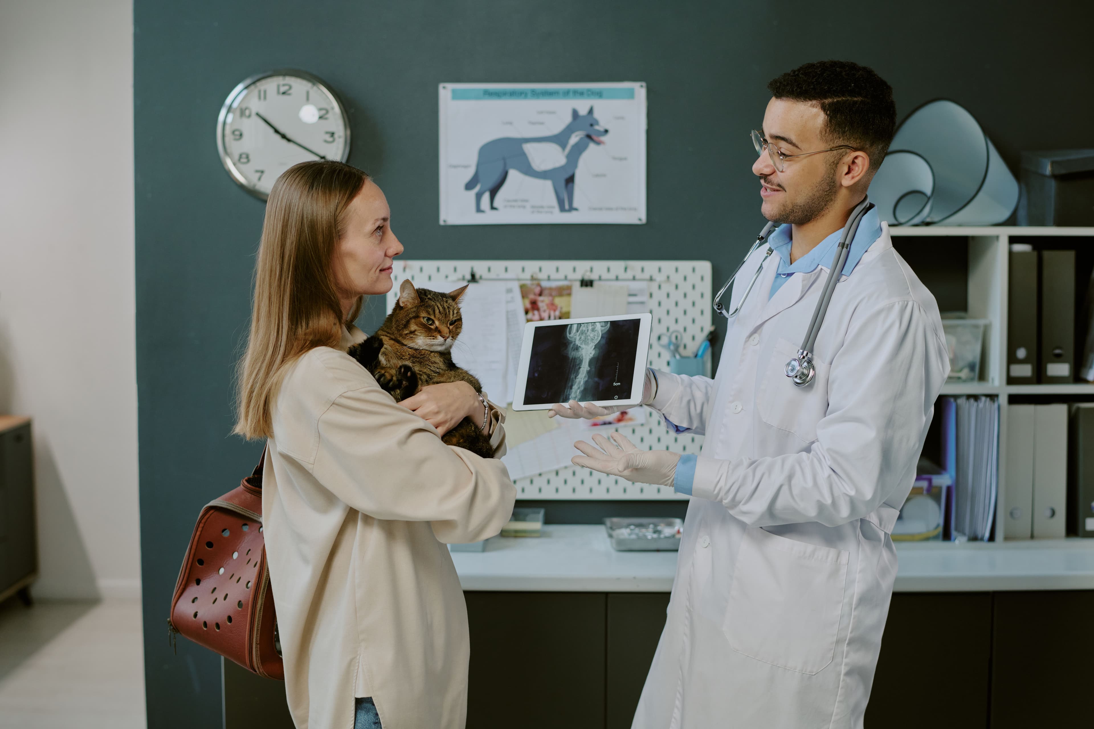 discussing-cat-s-x-ray-image-during-veterinary-che-2025-02-11-18-56-31-utc.jpg
