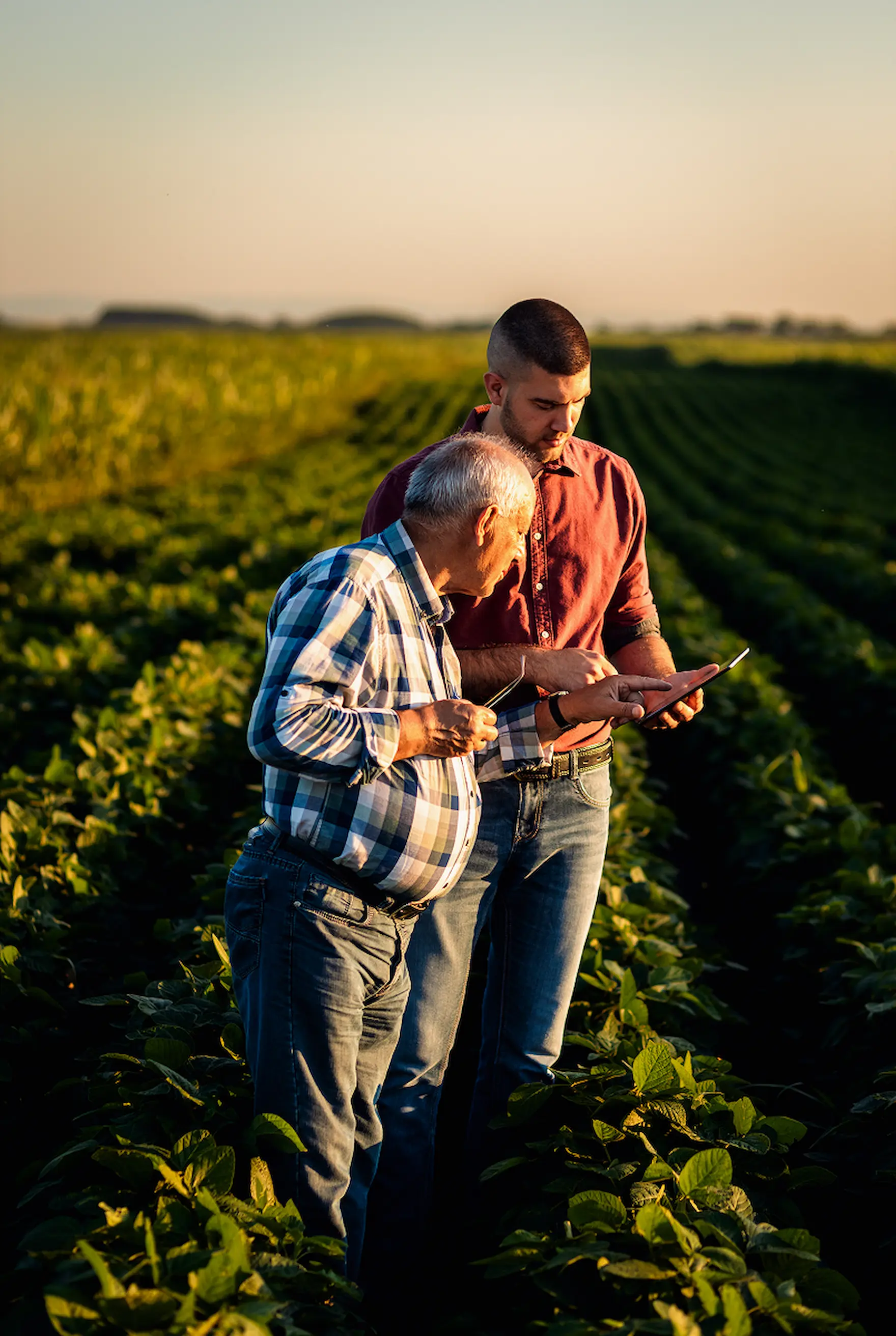 People Working at farm