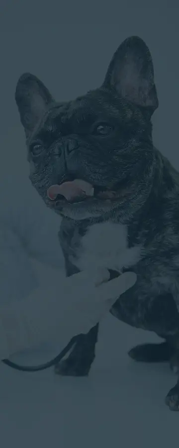 Animaltech background image