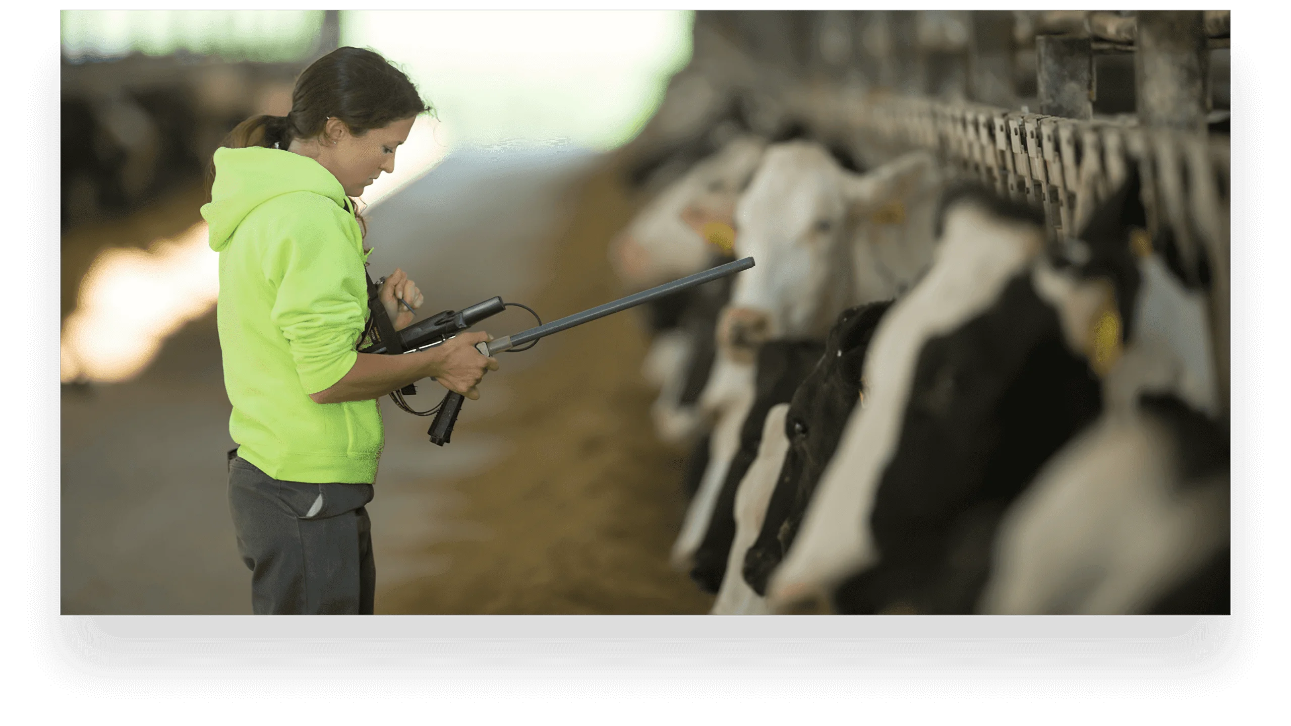 Girl with cows