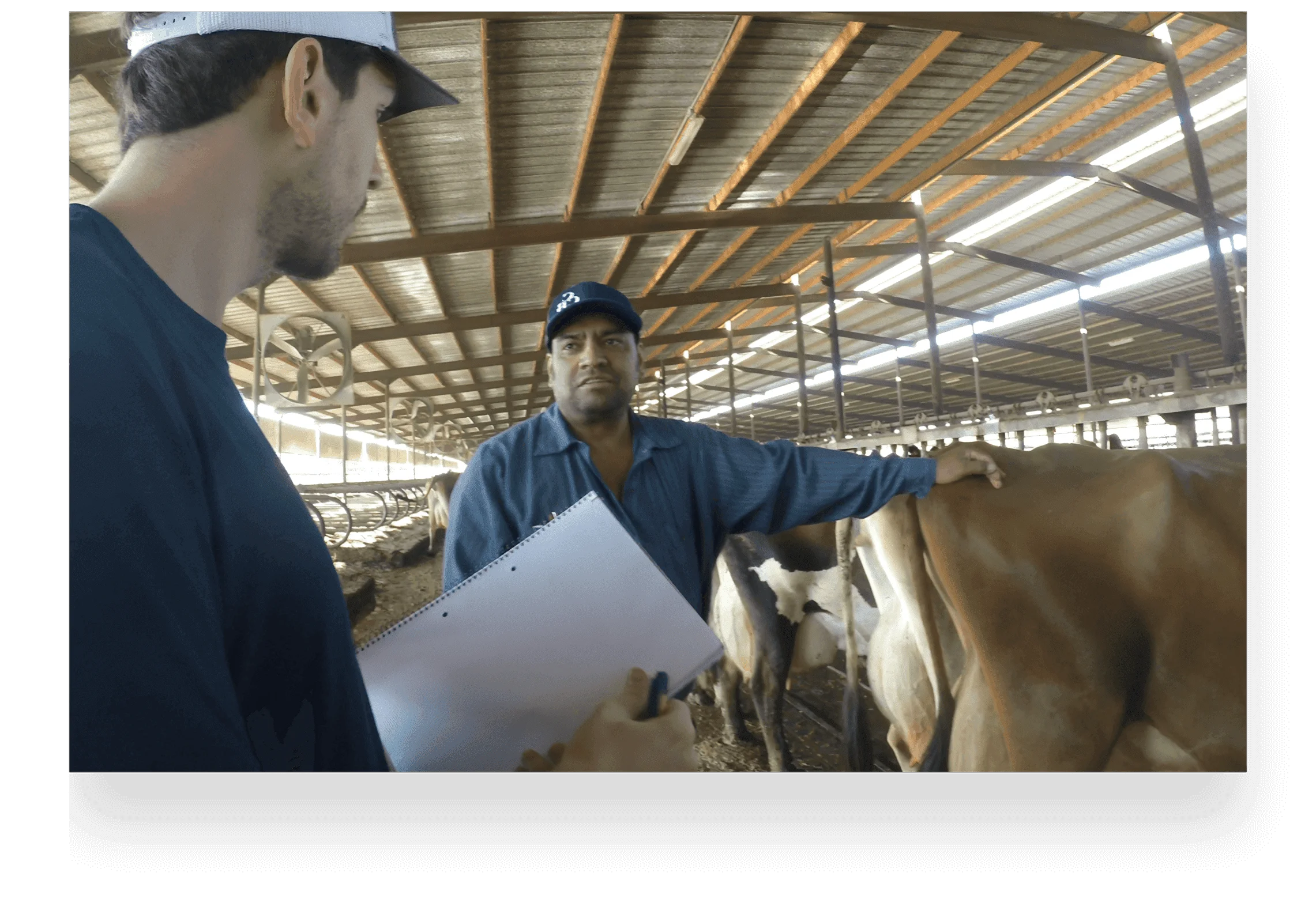 Workers working with cows