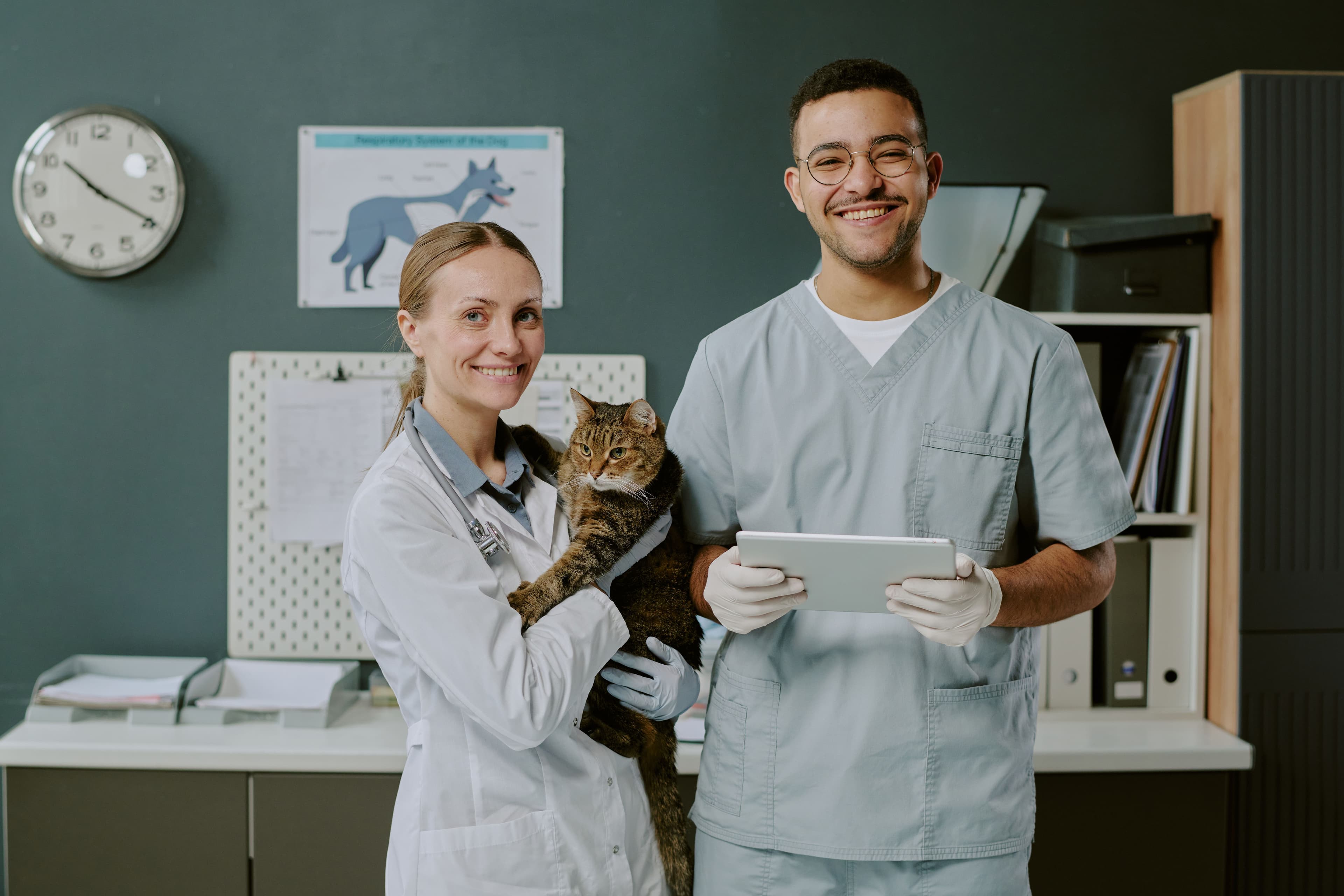 veterinarians-holding-cat-in-clinic-smiling-at-cam-2025-02-11-15-29-56-utc.jpg